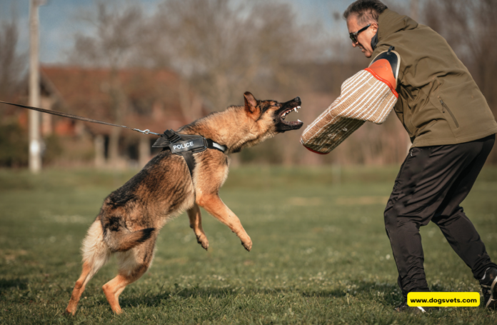 How to Choose the Right Breed for Attack Dog Training